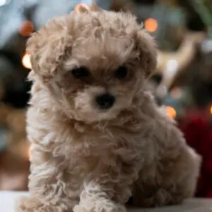 Matipoo Puppy